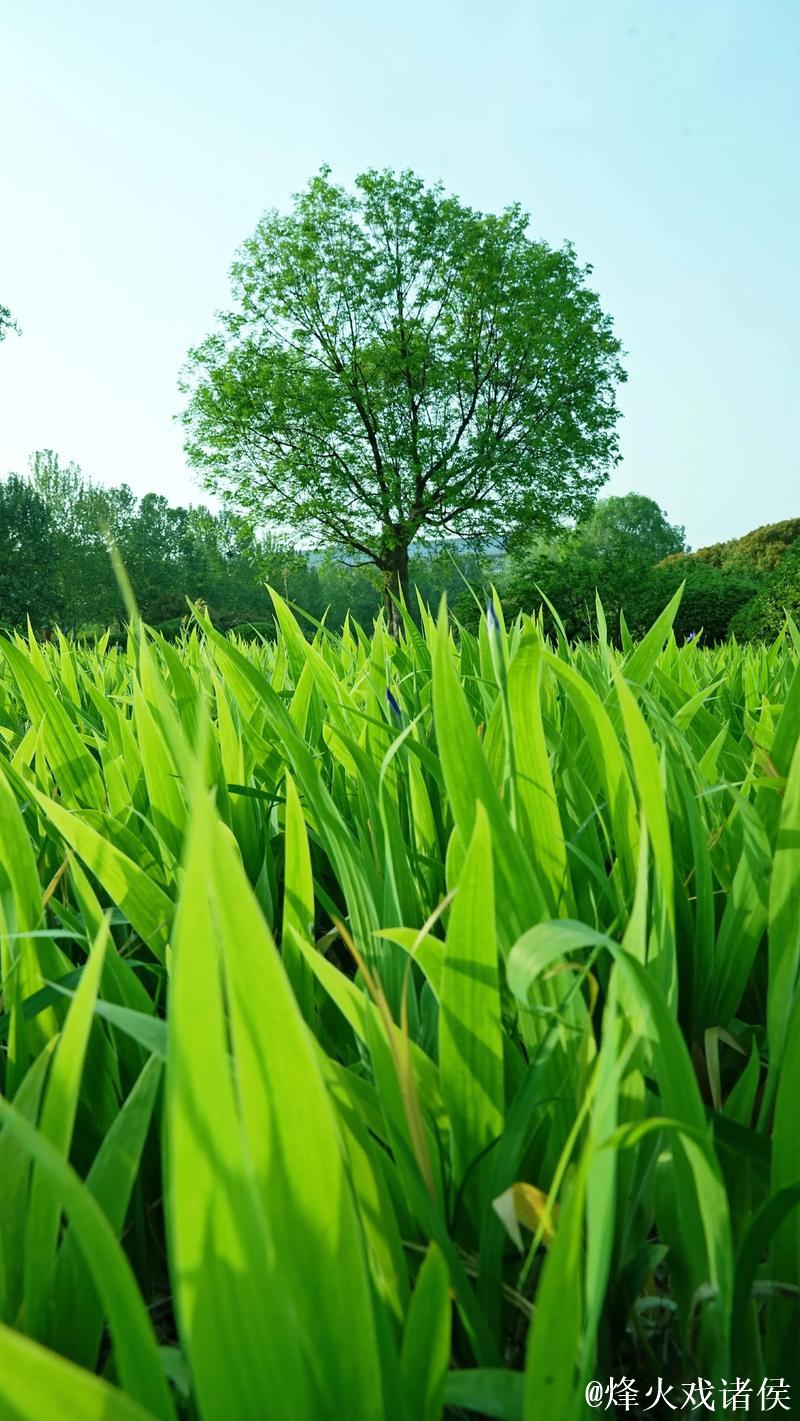青青青草视频 青青青草视频