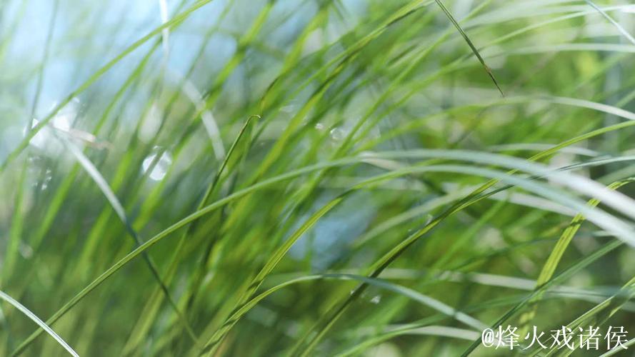 青青青草视频 青青青草视频