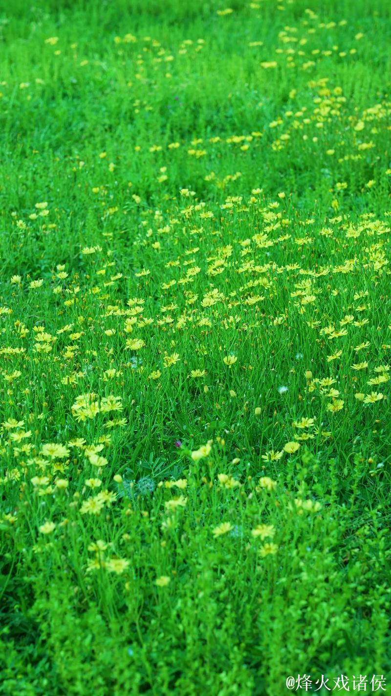 青青青草视频 青青青草视频